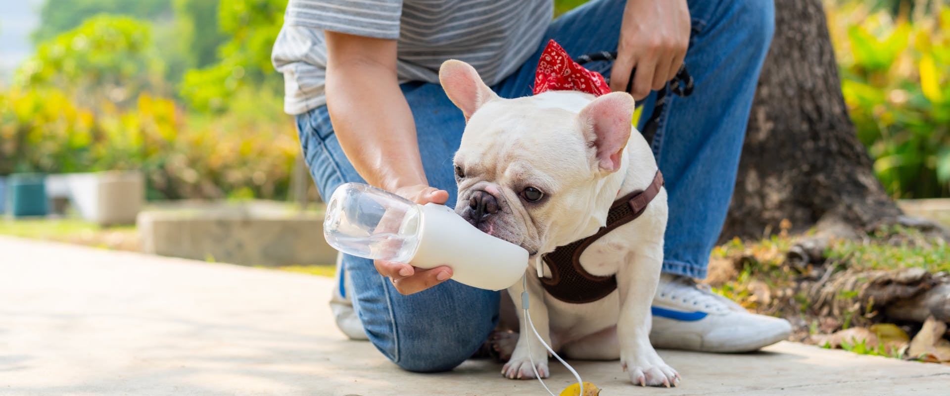 french bulldog drinking from a dog waterbottle