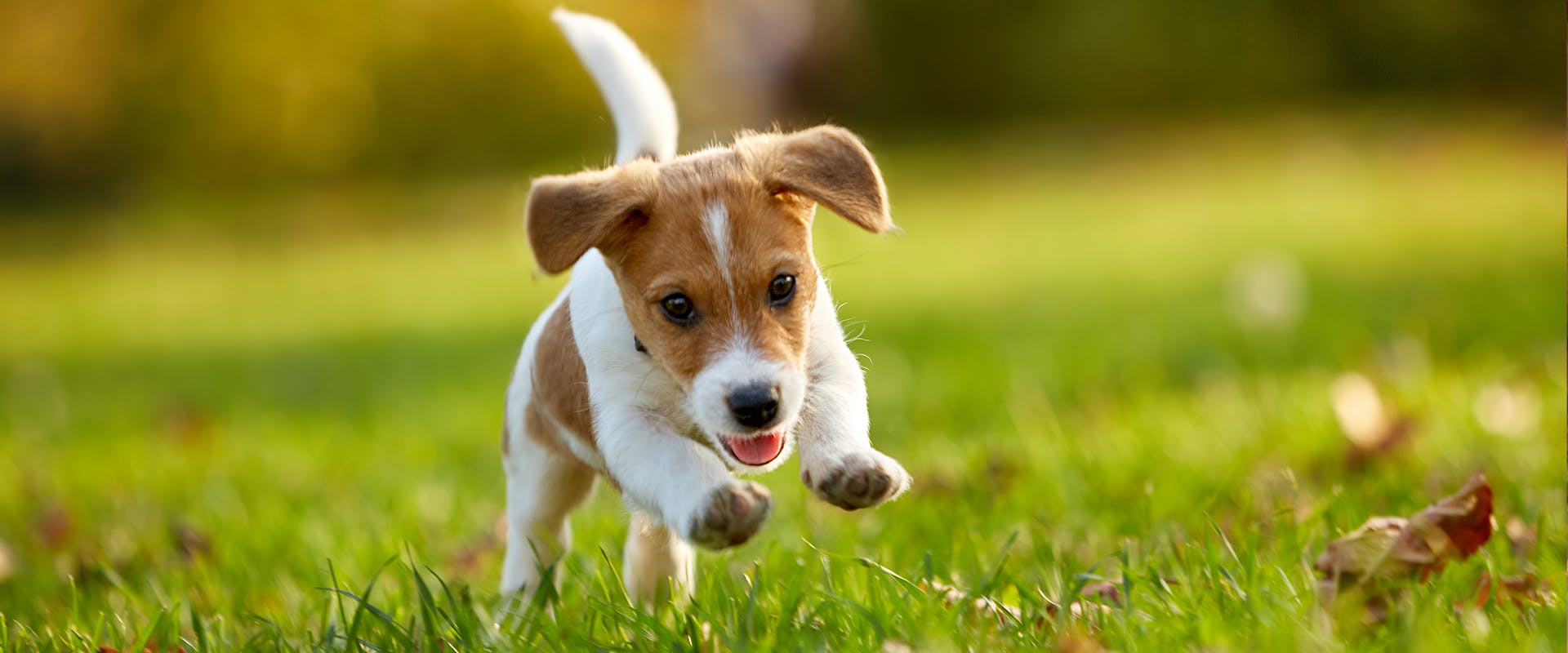 When is a dog not a puppy anymore? A cute puppy running through green grass