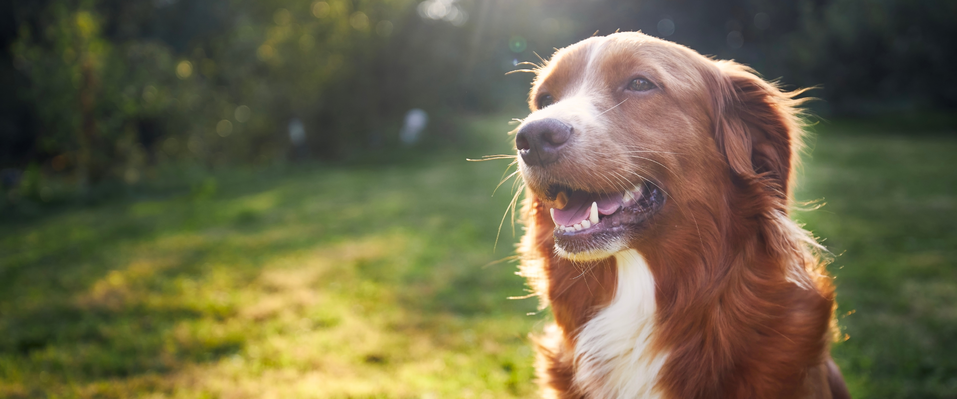 A dog sits in a garden.