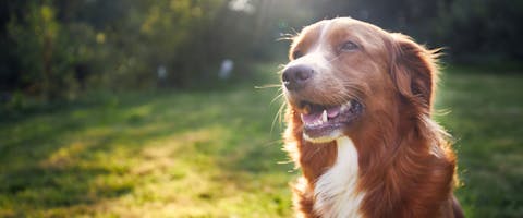 A dog sits in a garden.