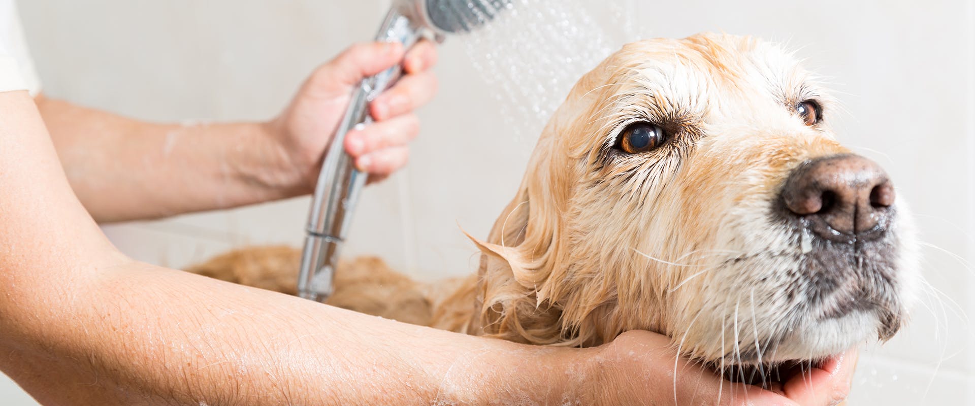 A dog having a shower, a person holding a shower head over the dog's head