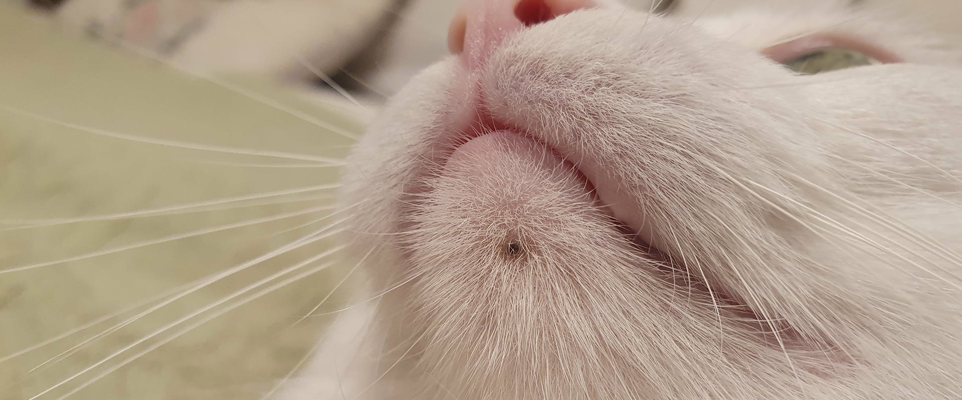 A cat with feline acne