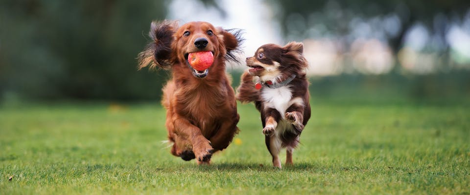 Two small dogs running through a field