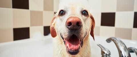 A happy looking dog having a bath in the tub
