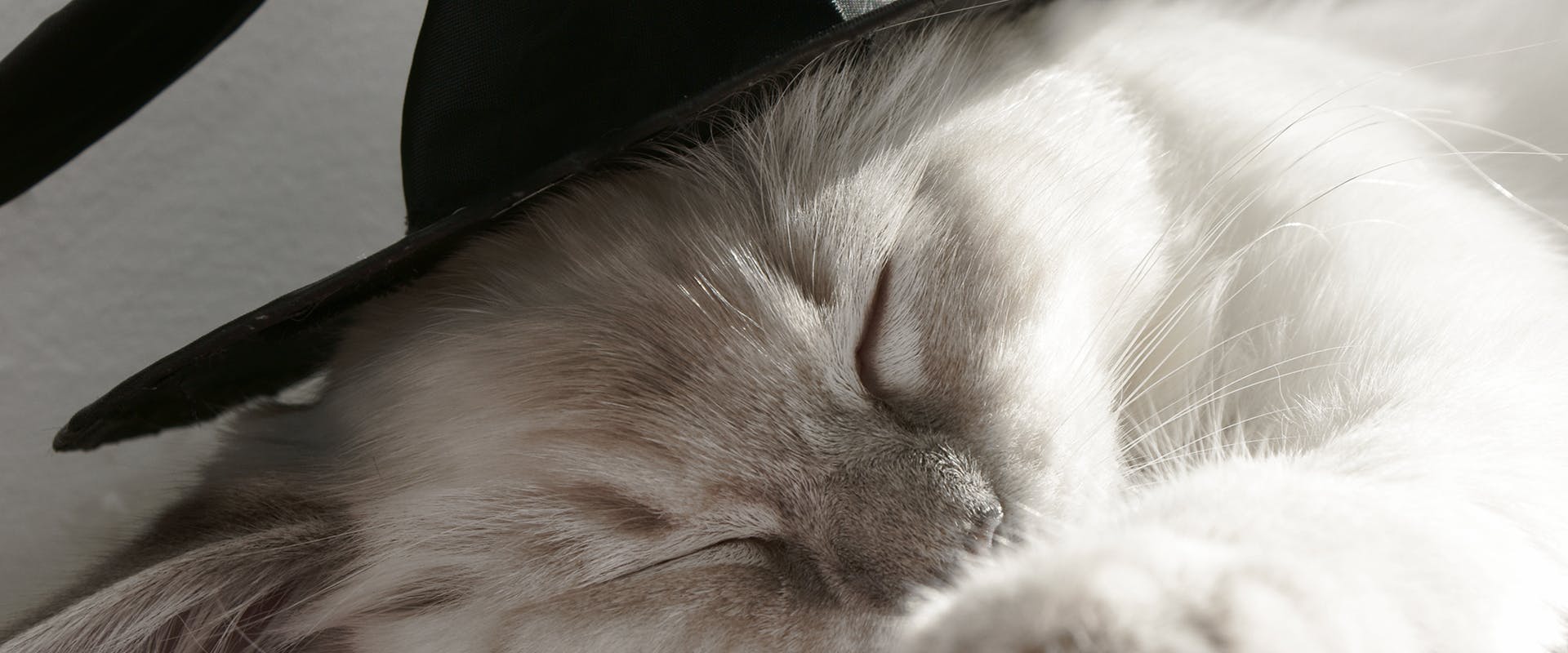 A cat wearing a witches hat, sleeping