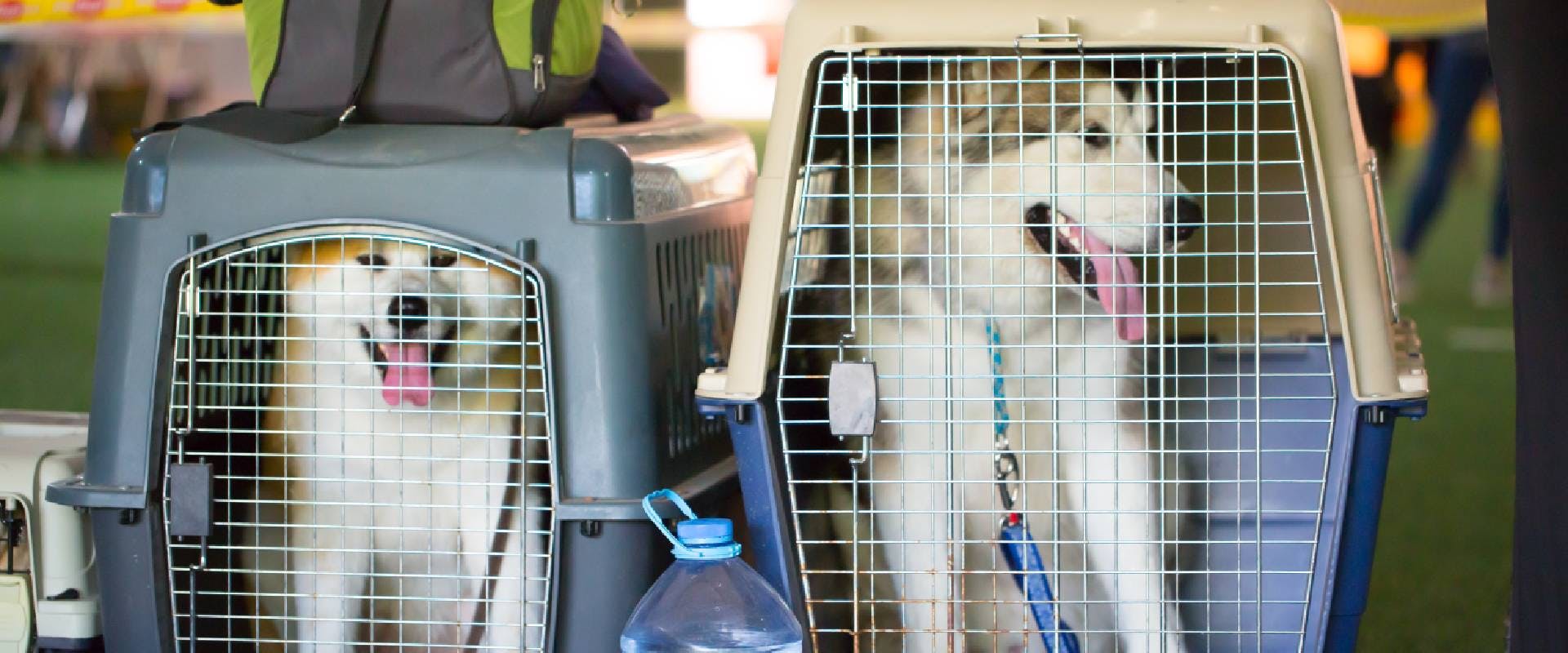 Husky dogs sit in cages waiting for a plane