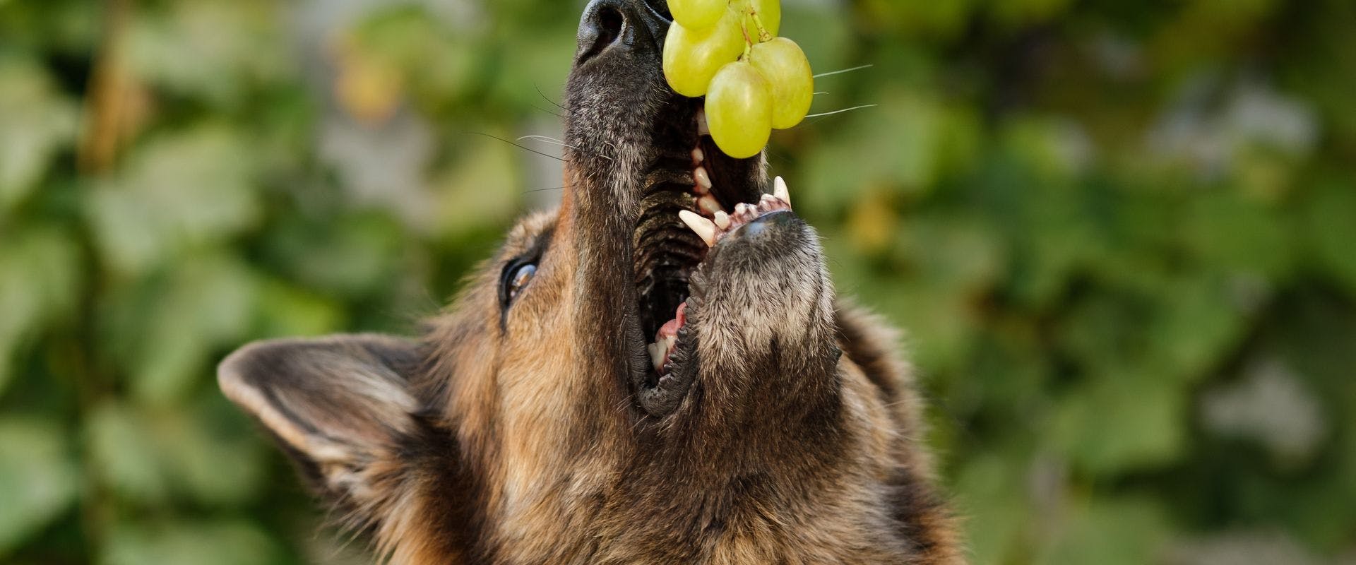 German Shepherd looking at green grapes