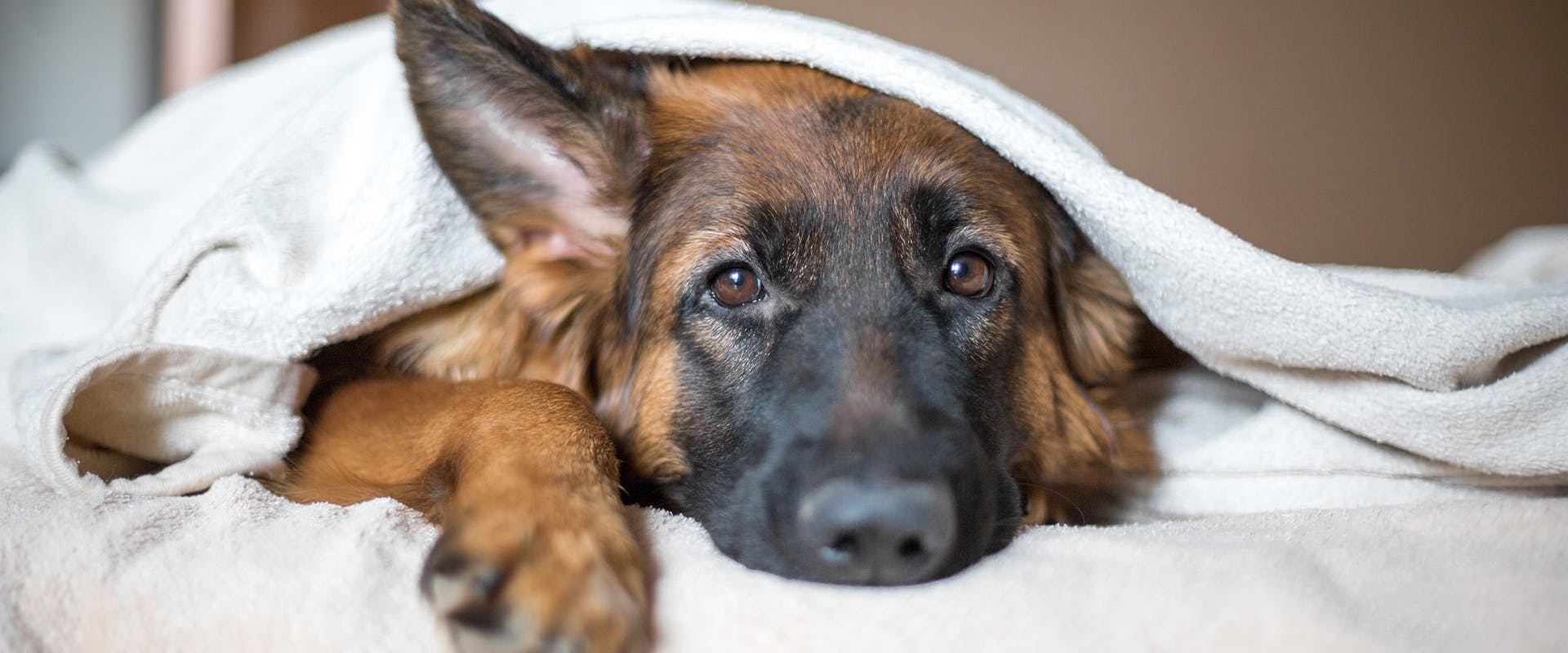 A German Shepherd dog sitting on a bed underneath a blanket