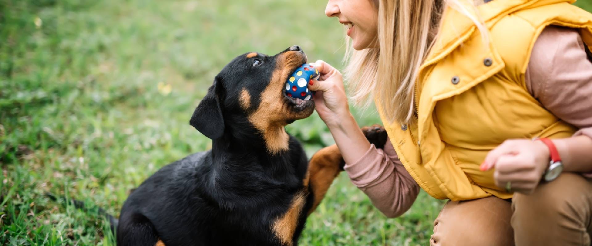 Rottweiler puppy playing with a toy and owner