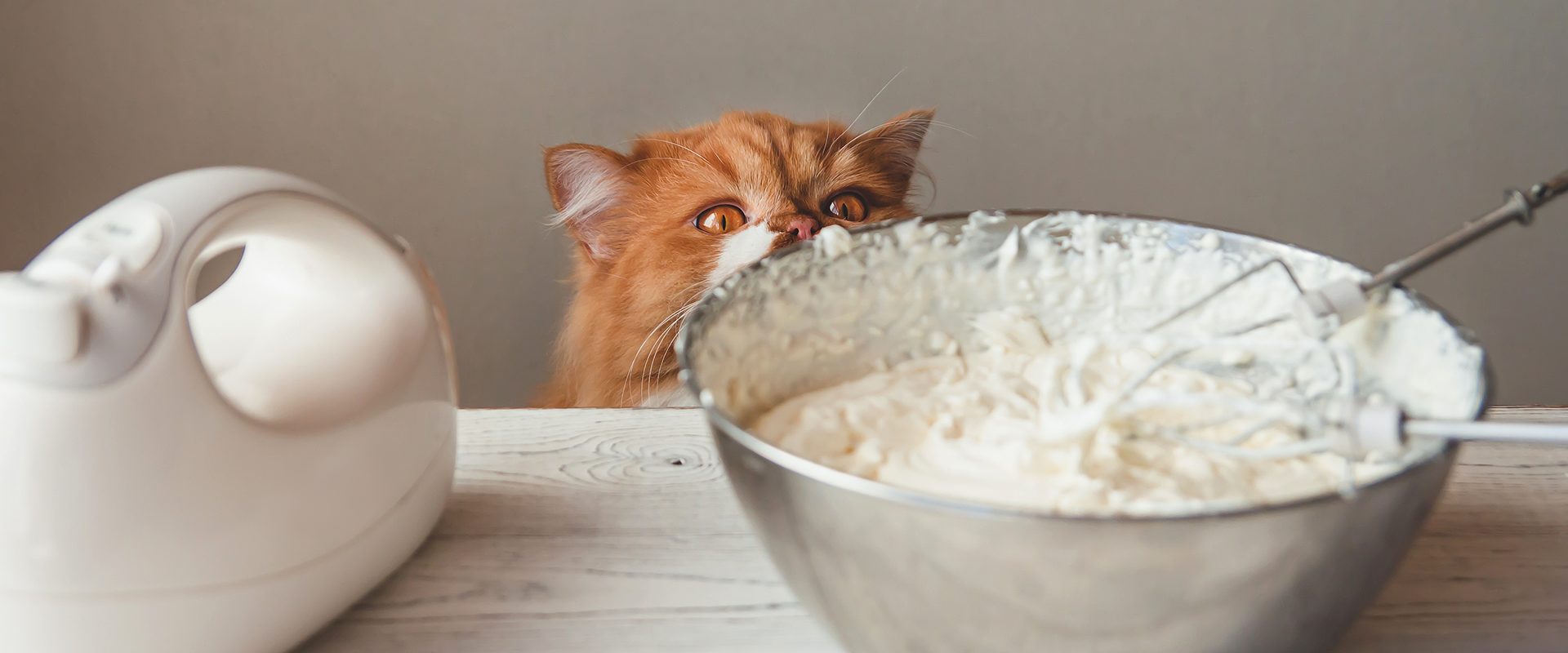 cat drinking cream