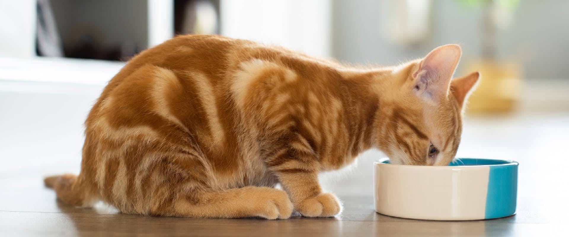 ginger cat eating from a bowl