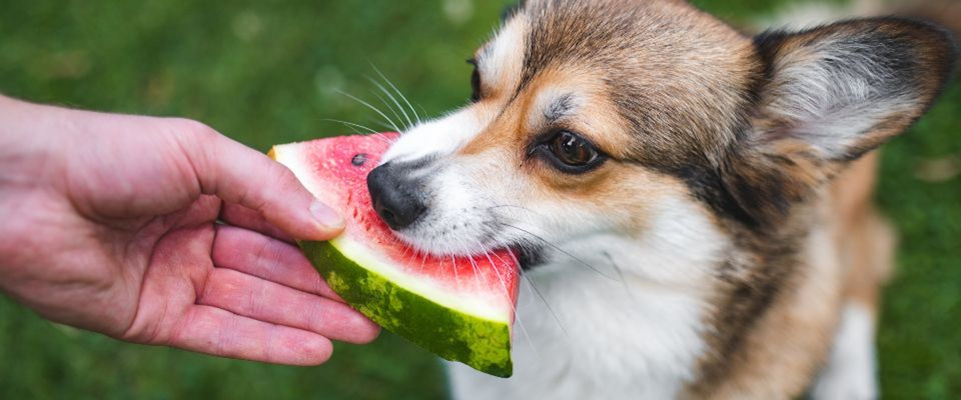 Corgi dog eating watermelon