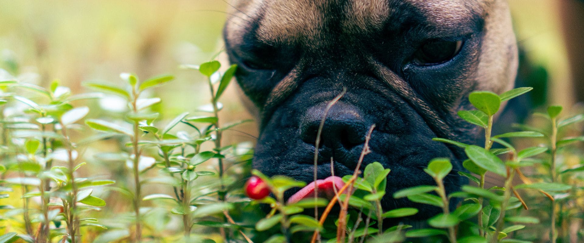 French Bulldog sniffing cranberry bush