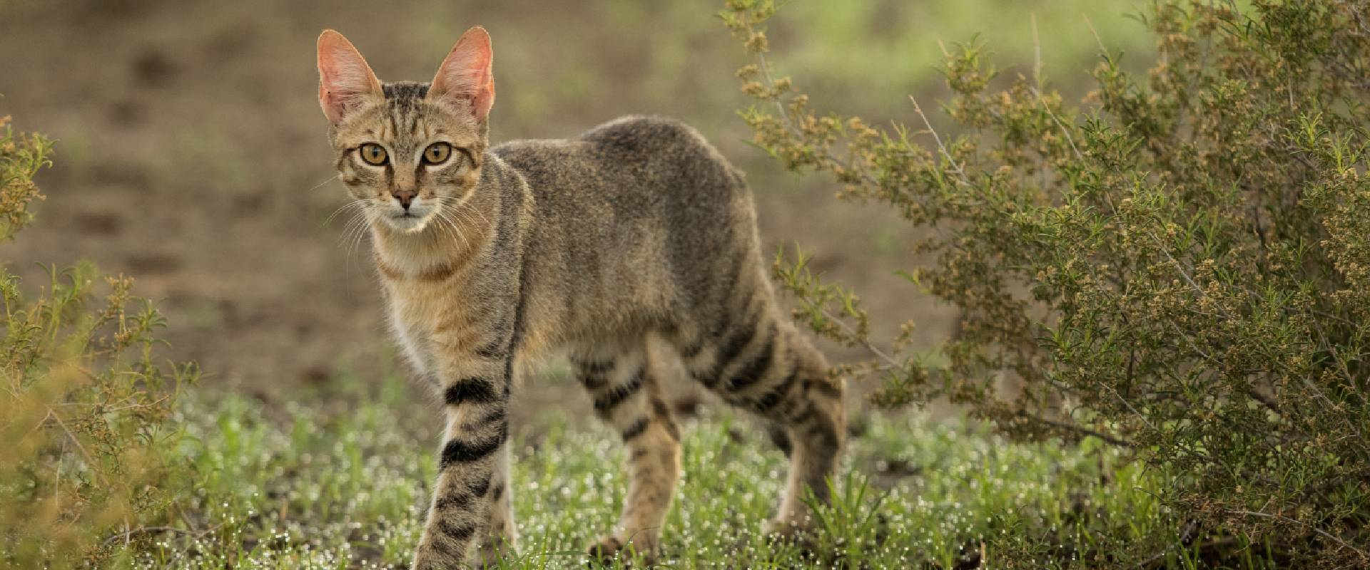 Where Do Cats Come From?