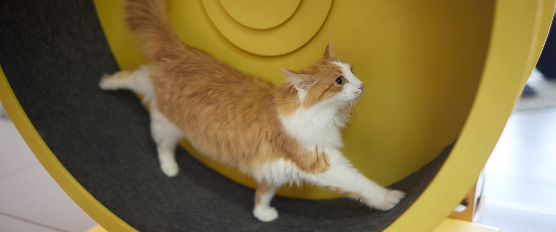 A cat struts on a cat exercise wheel.