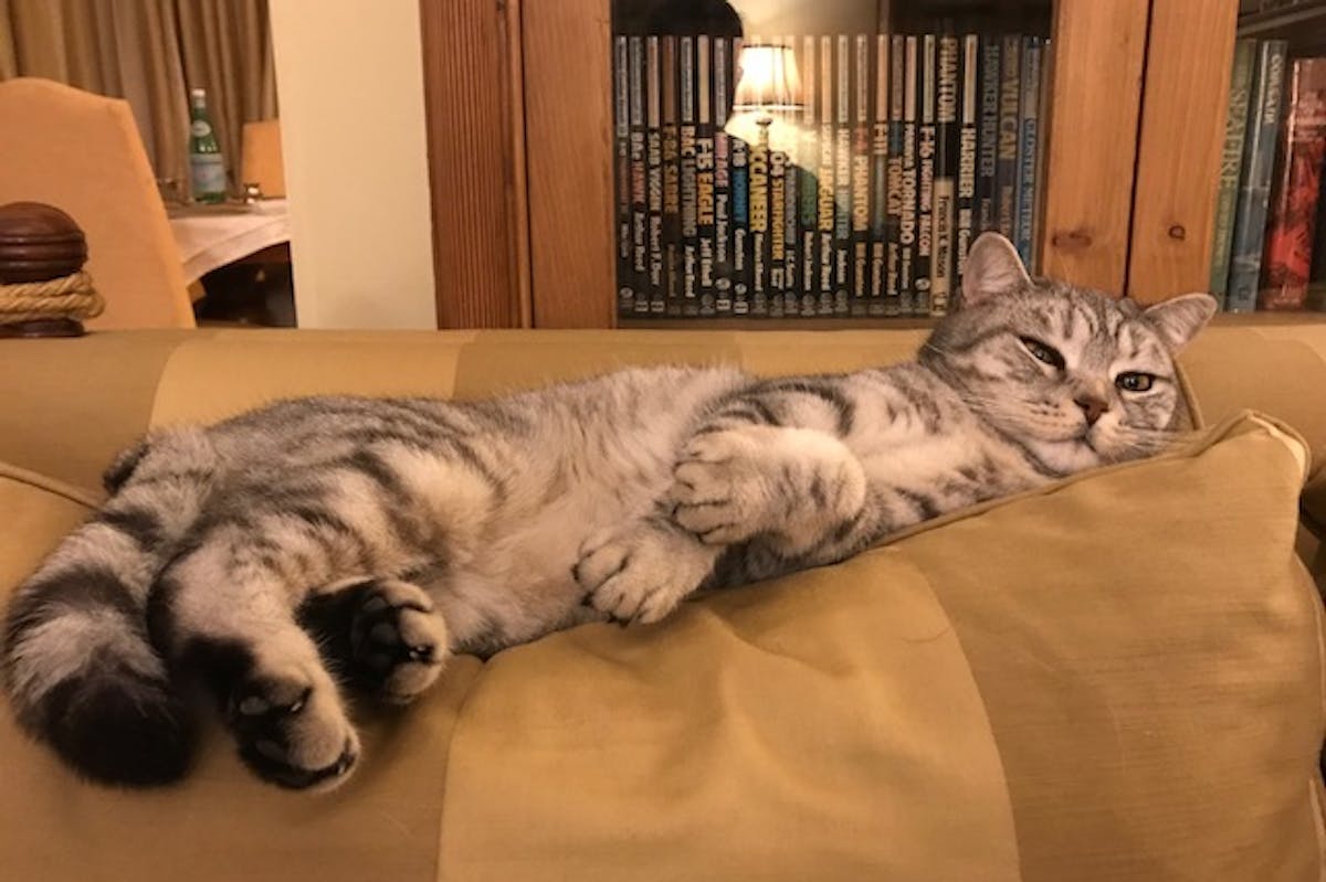 A British Shorthair cat laying on a brown cushion on a sofa