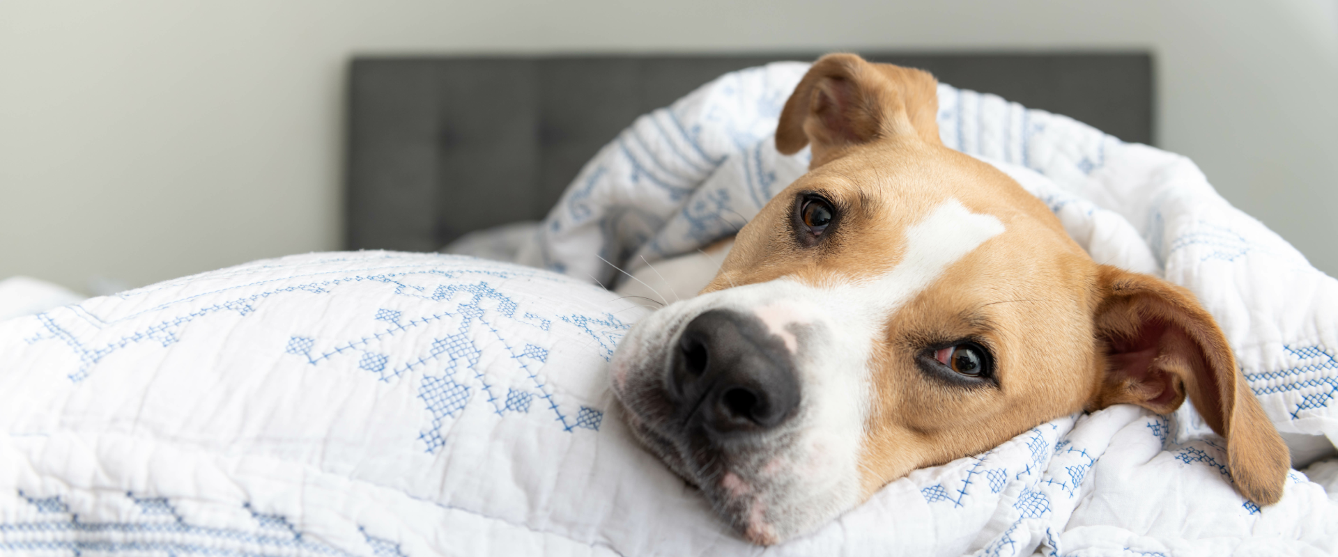 Why Dogs Should Not Be In Bed A Nighttime Habit To Break