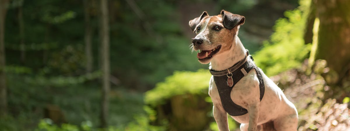 Jack Russell dog hiking in the forest