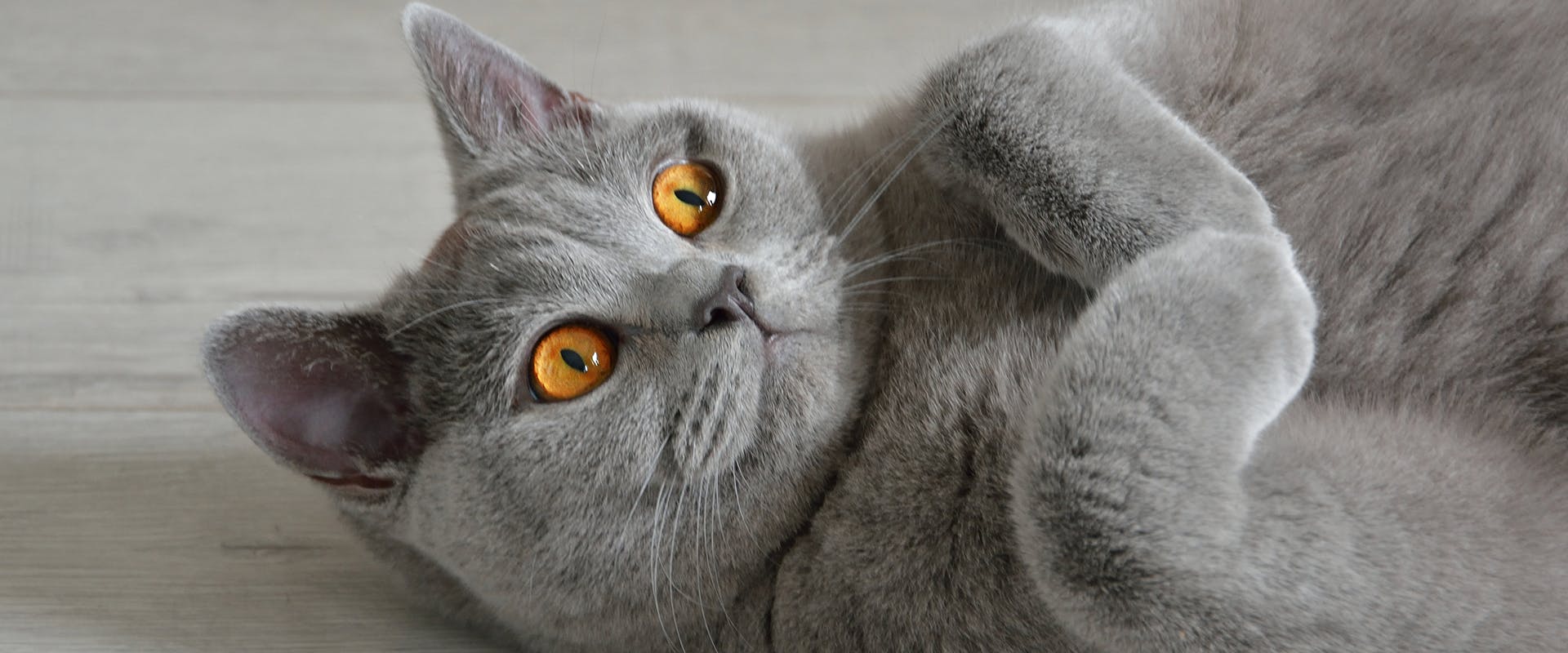 A British Shorthair, a large cat breed