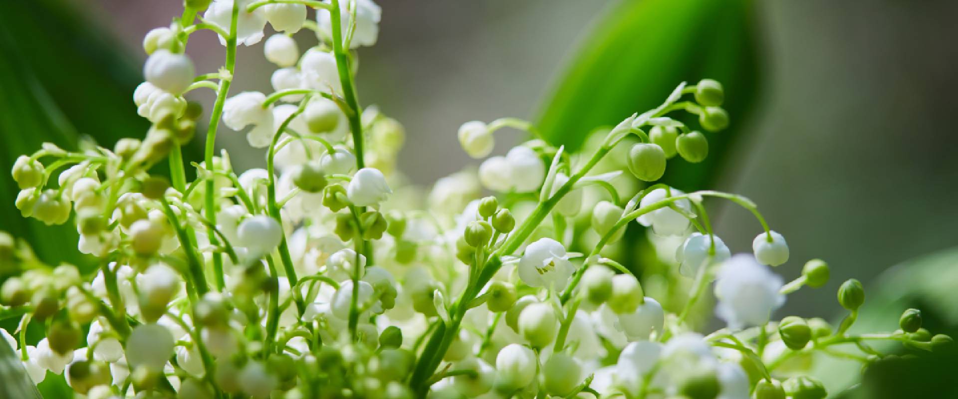 Is Lily of the Valley Poisonous to Dogs?