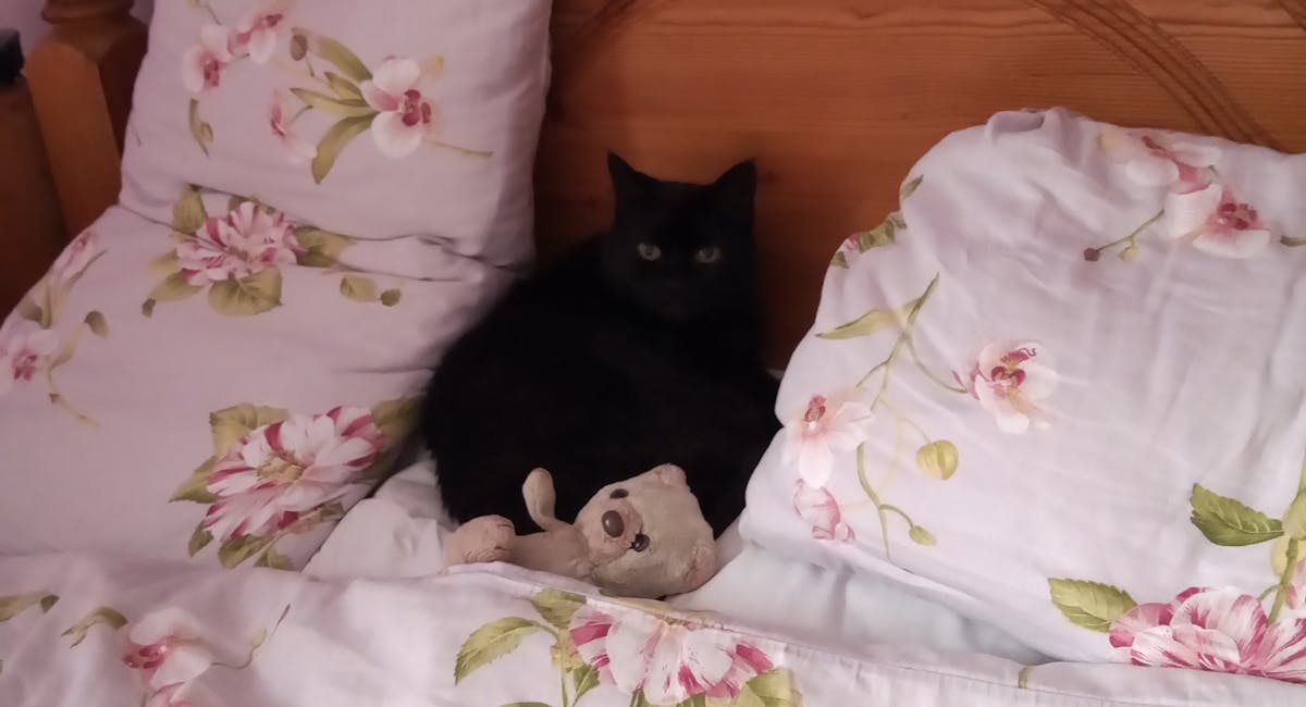 A black cat sat on a floral bed spread