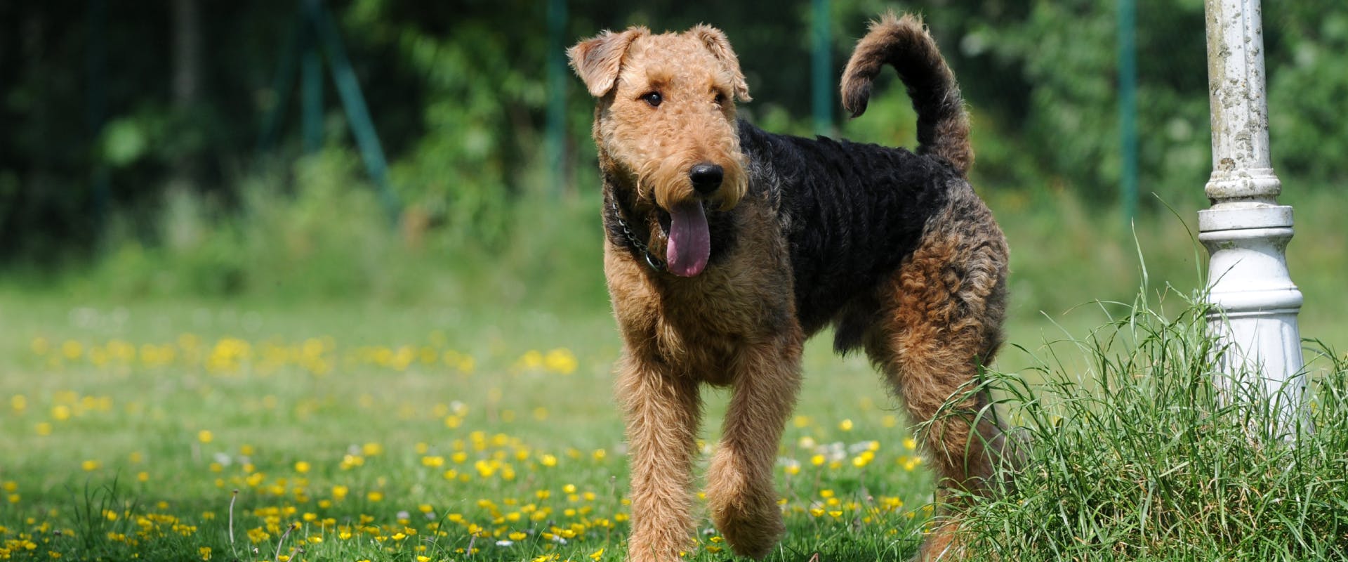 An Airedale Terrier.