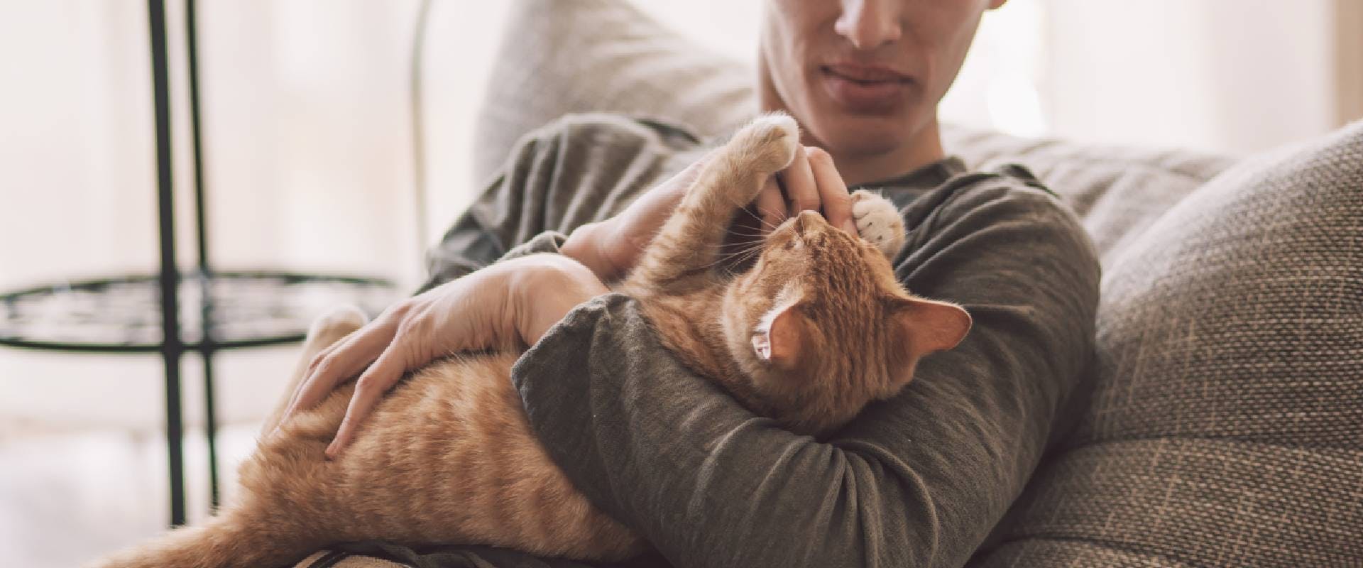 Person holding a ginger cat