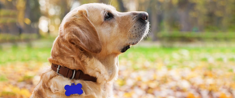 A dog wearing a bright blue dog ID tag