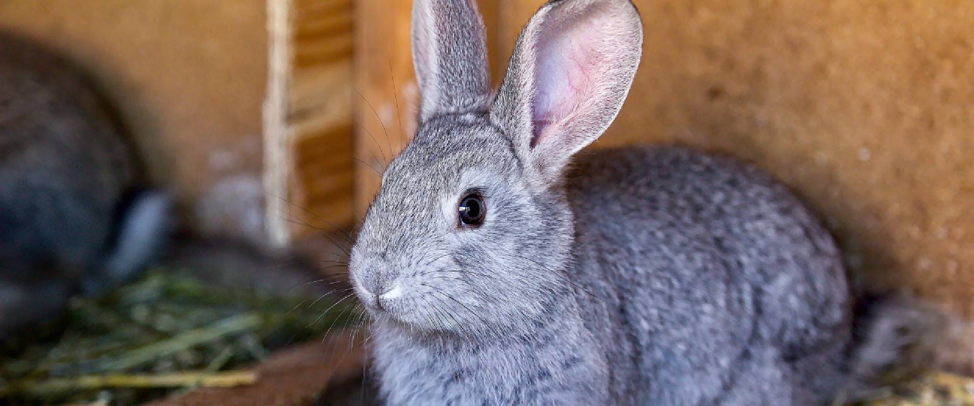 Rabbit sitting in a hutch