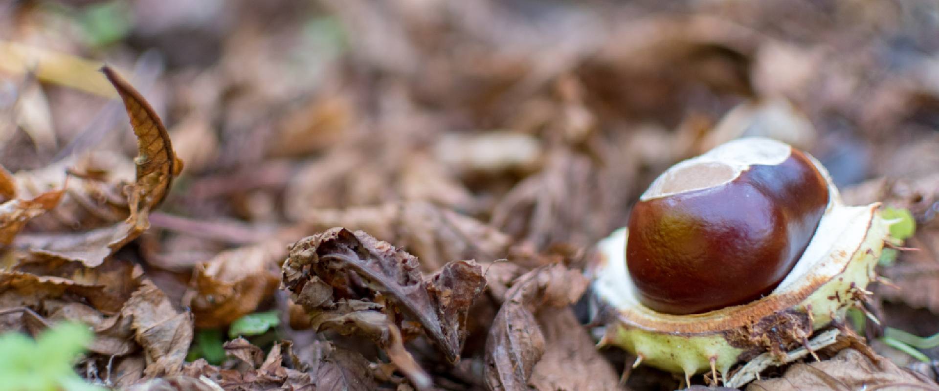 Are Horse Chestnuts Poisonous to Dogs?