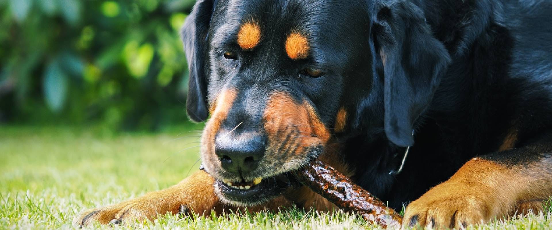 Rottweiler chewing on a stick