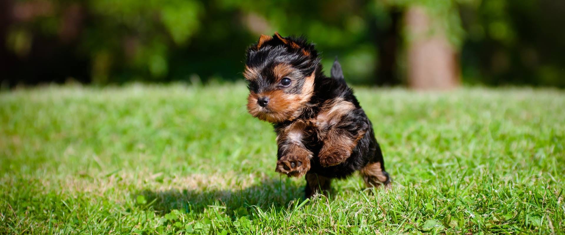 Yorkie puppy running along the grass
