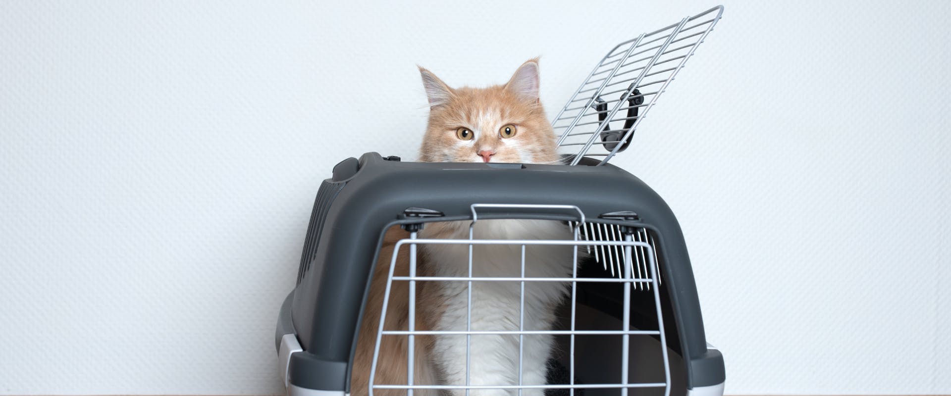 a long haired ginger and white cat peaking out of a cat carrier