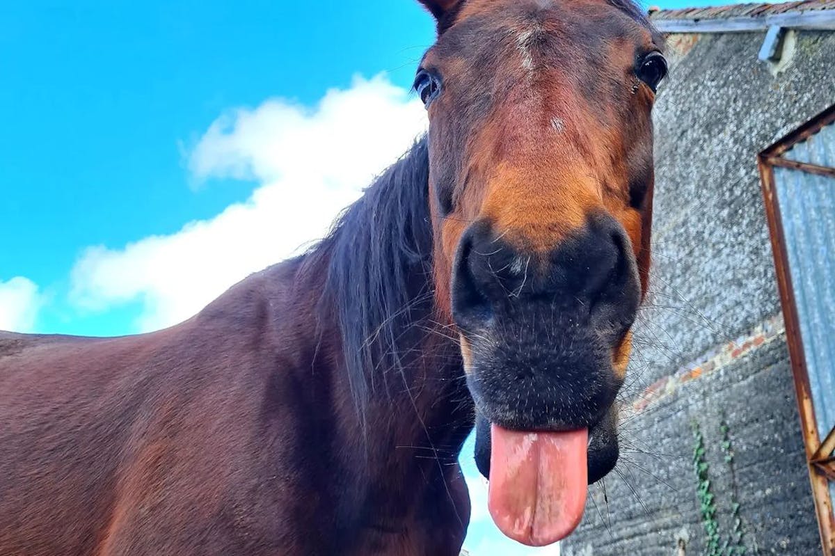 A horse sticking its tongue out 