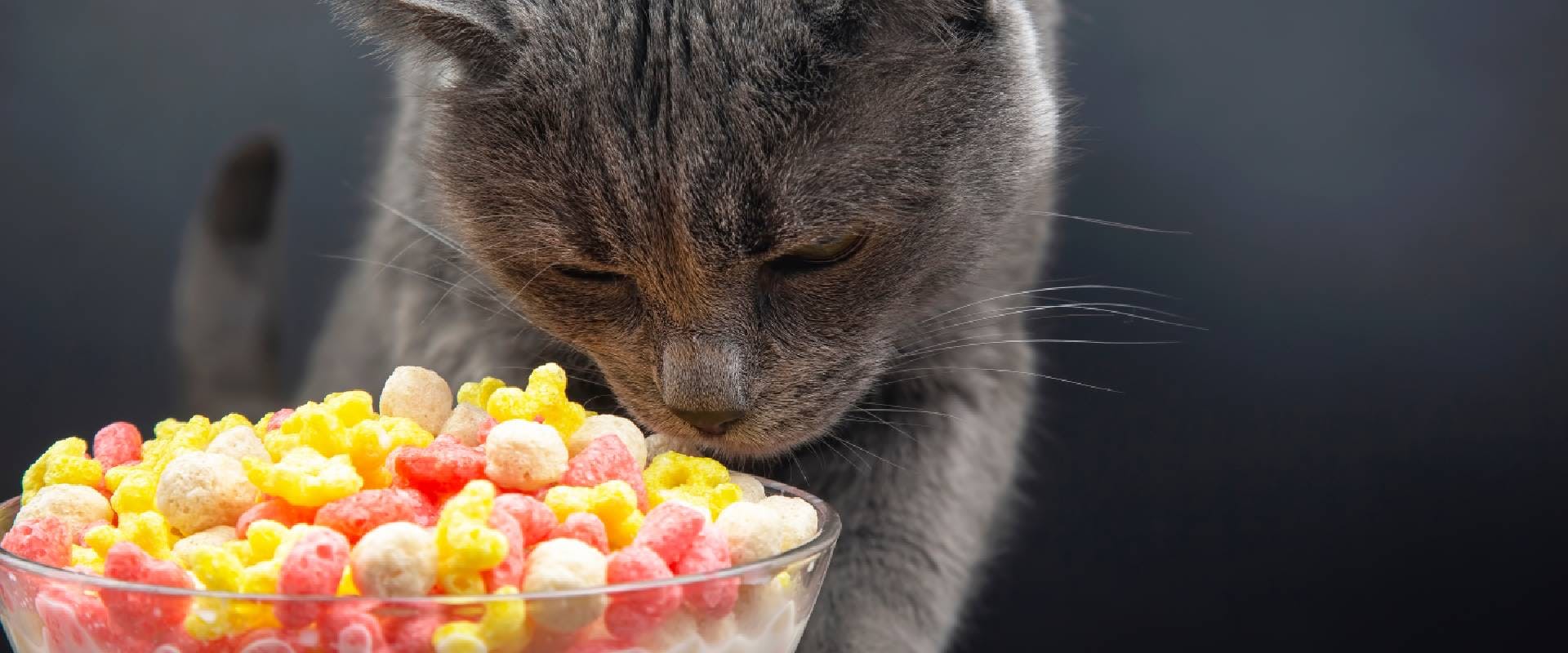 Gray cat sniffing cereal
