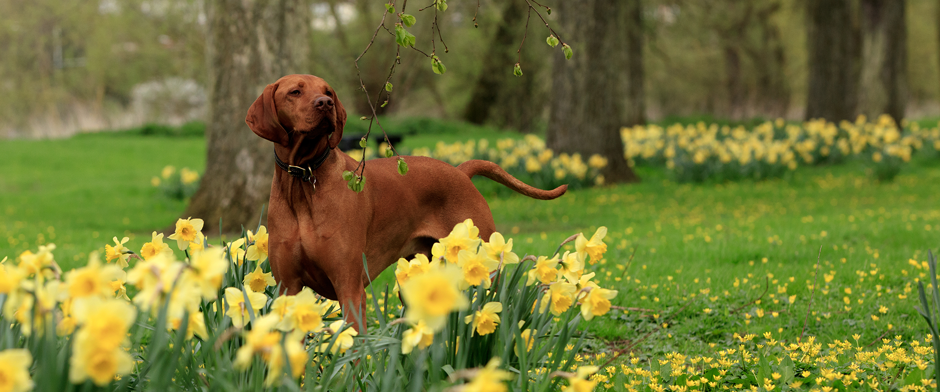 Are Daffodils Poisonous to Dogs?