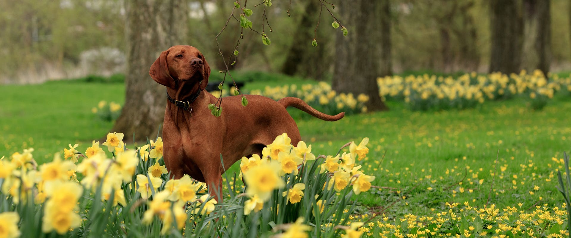 A dog standing in a park surrounded by daffodils