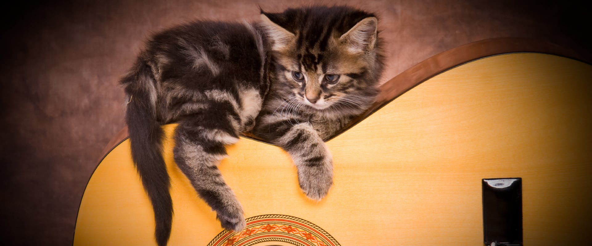 Kitten lying on top of a guitar.