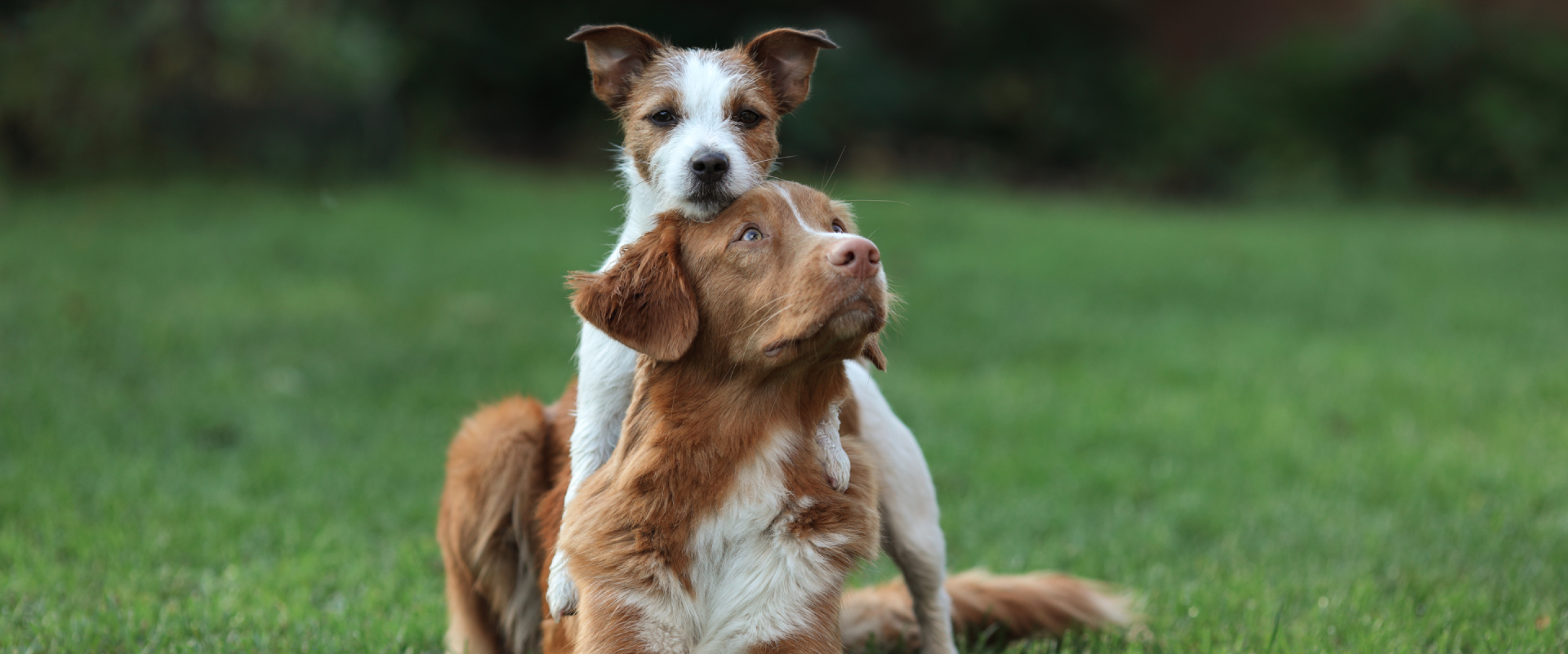 Puppy playfully sitting on a bigger dog
