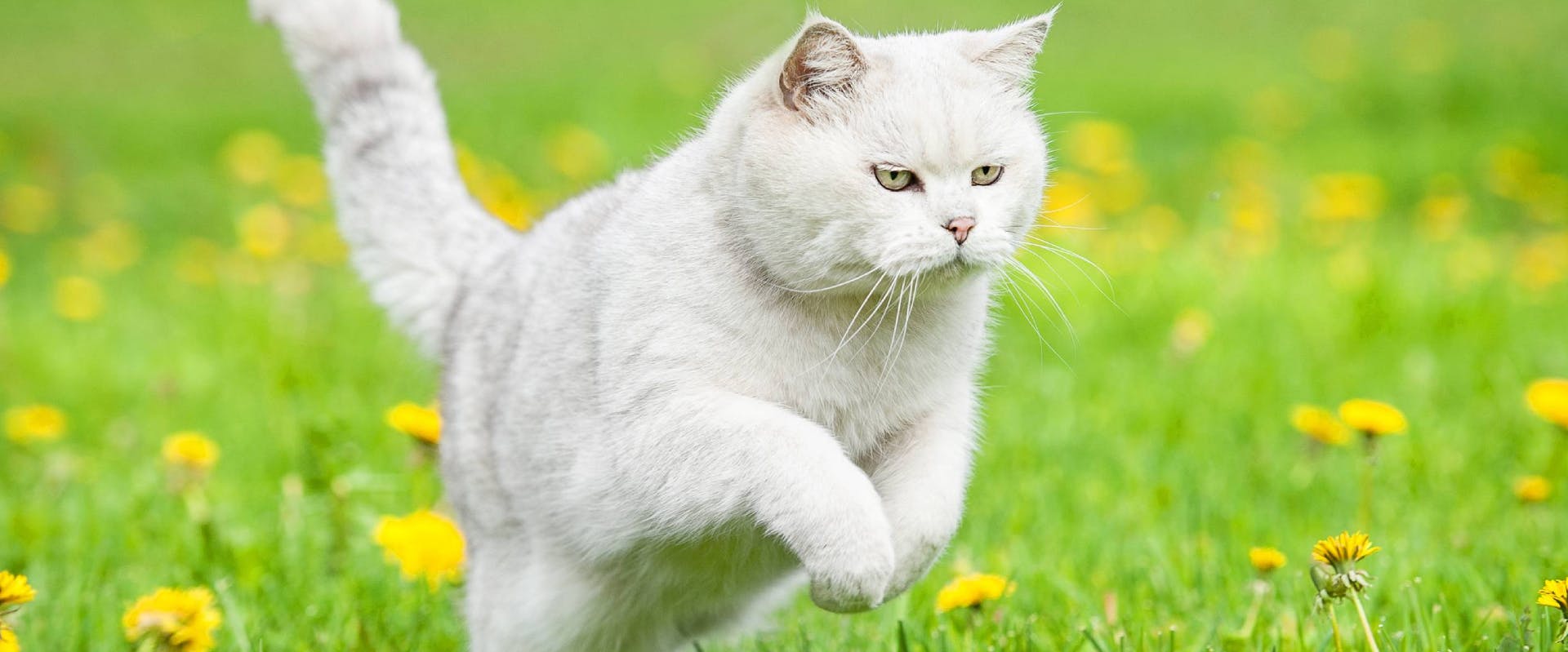 fluffy white cat jumping through a grass field of dandelions