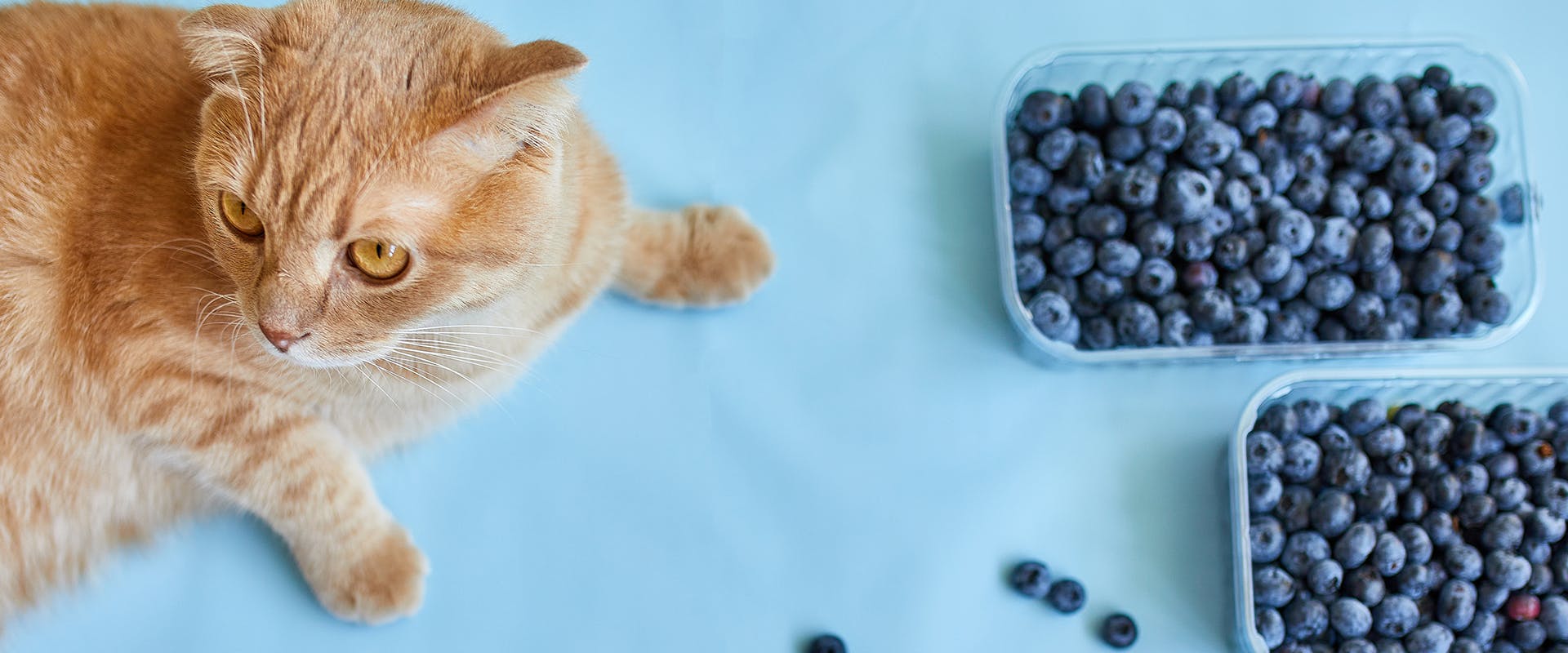 Ginger cat sitting next to two punnets of fresh blueberries