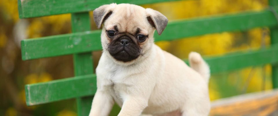 Pug puppy outside