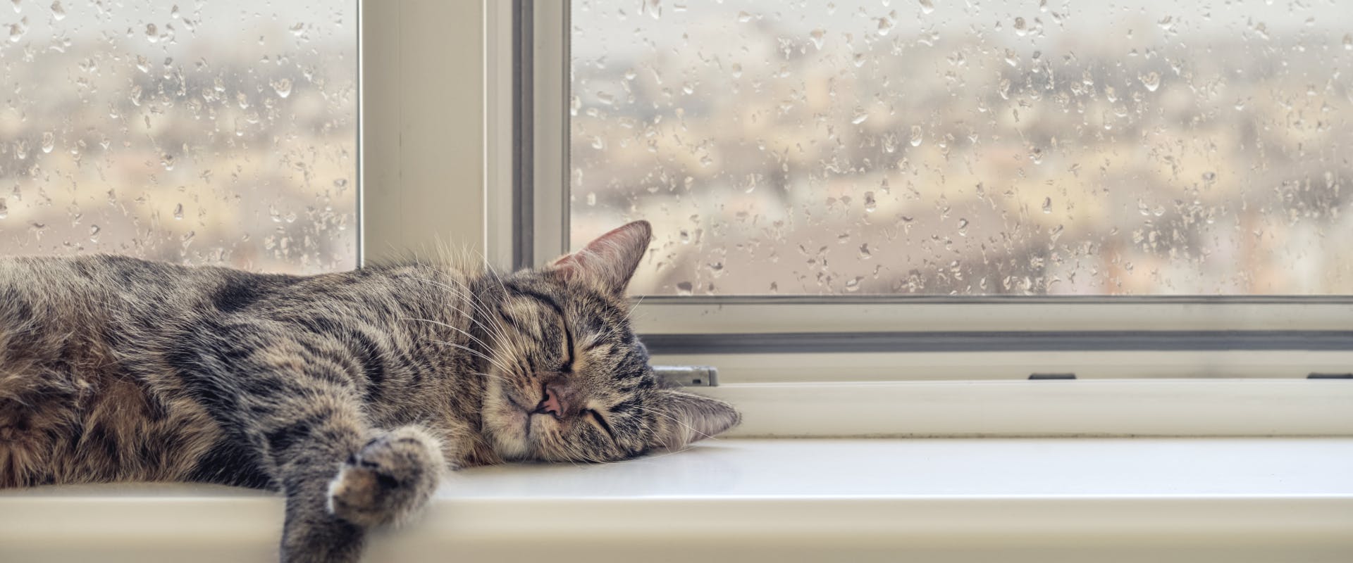 A cat sleeps on a windowsill.