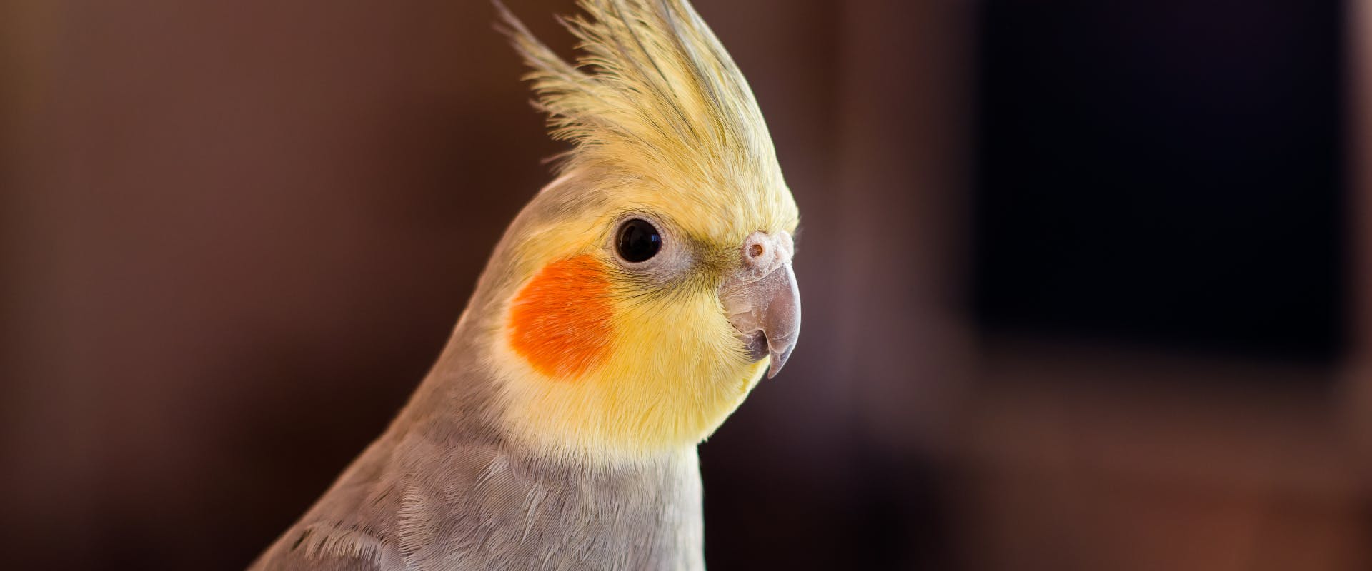 a close up of a cockatiel which is a small exotic bird