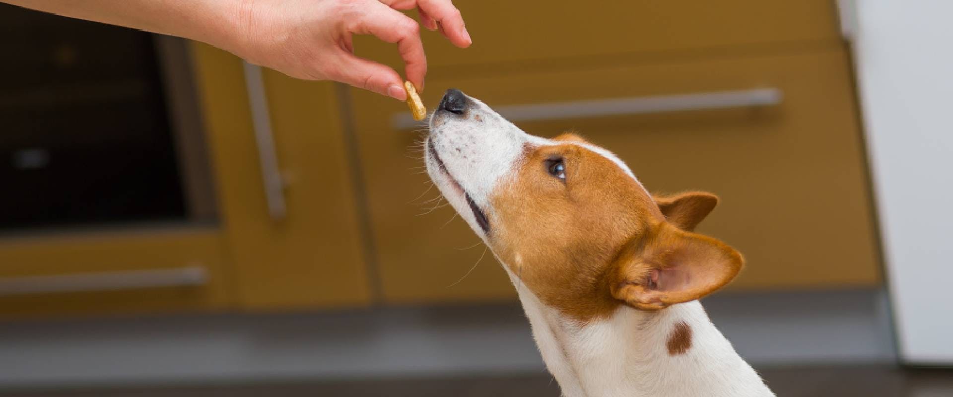 Dog taking a biscuit from person's fingers