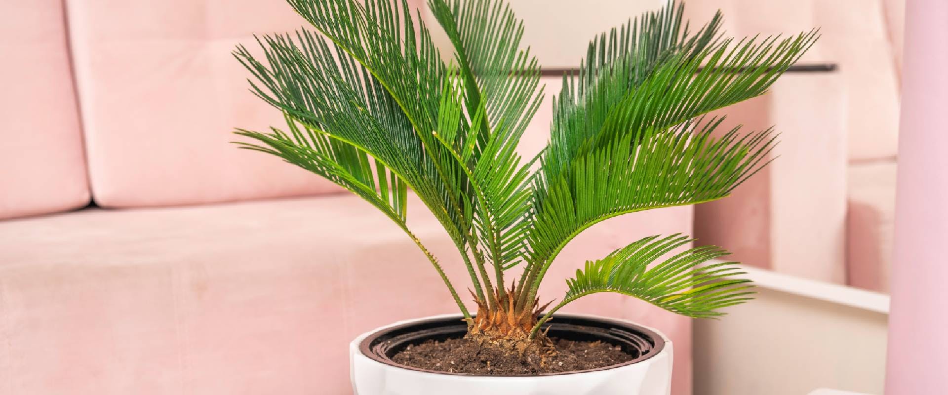 how much sago palm is toxic to dogs