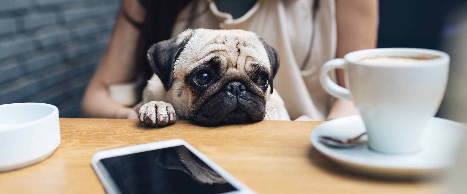 A woman sitting in a cafe, a pug on her lap