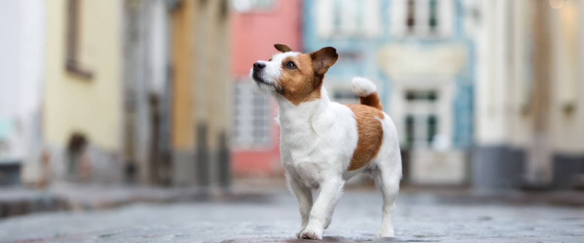 Jack Russell terrier dog walking in the city