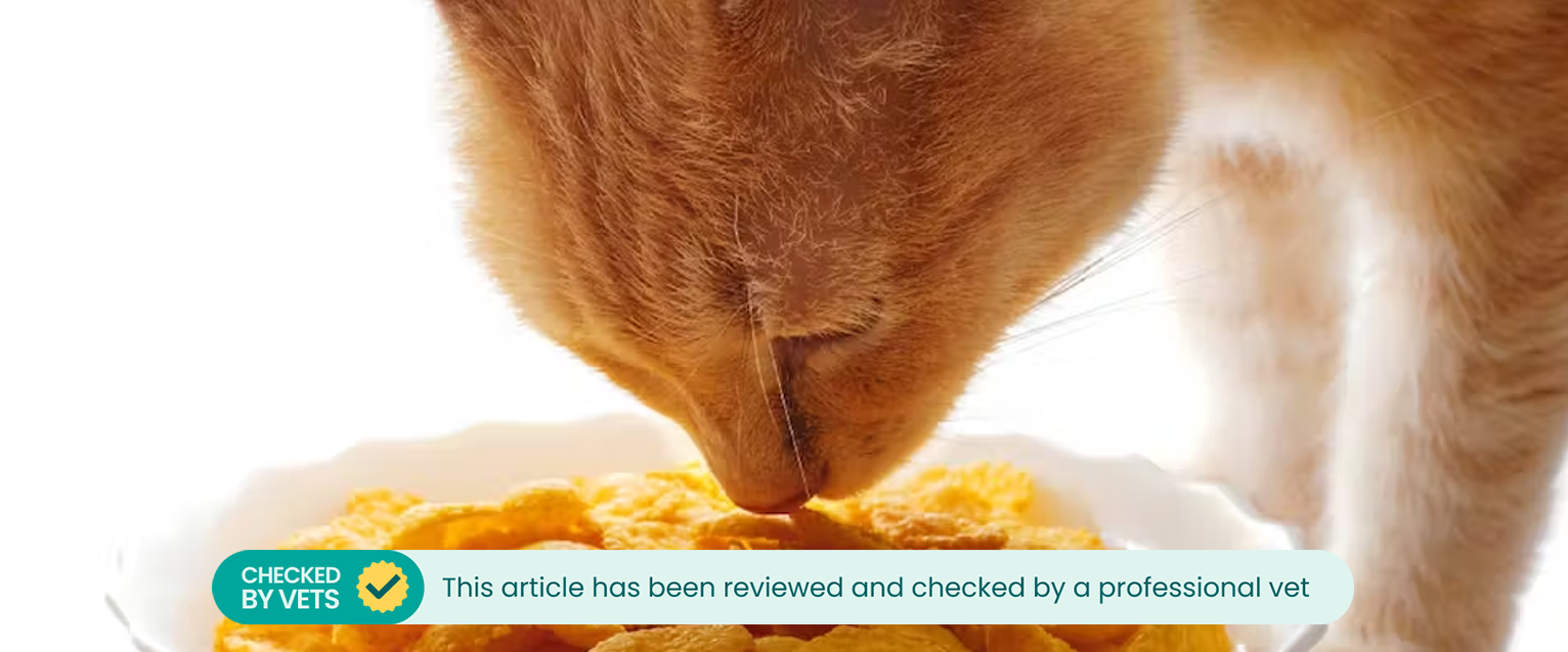 Ginger cat sniffing cereal