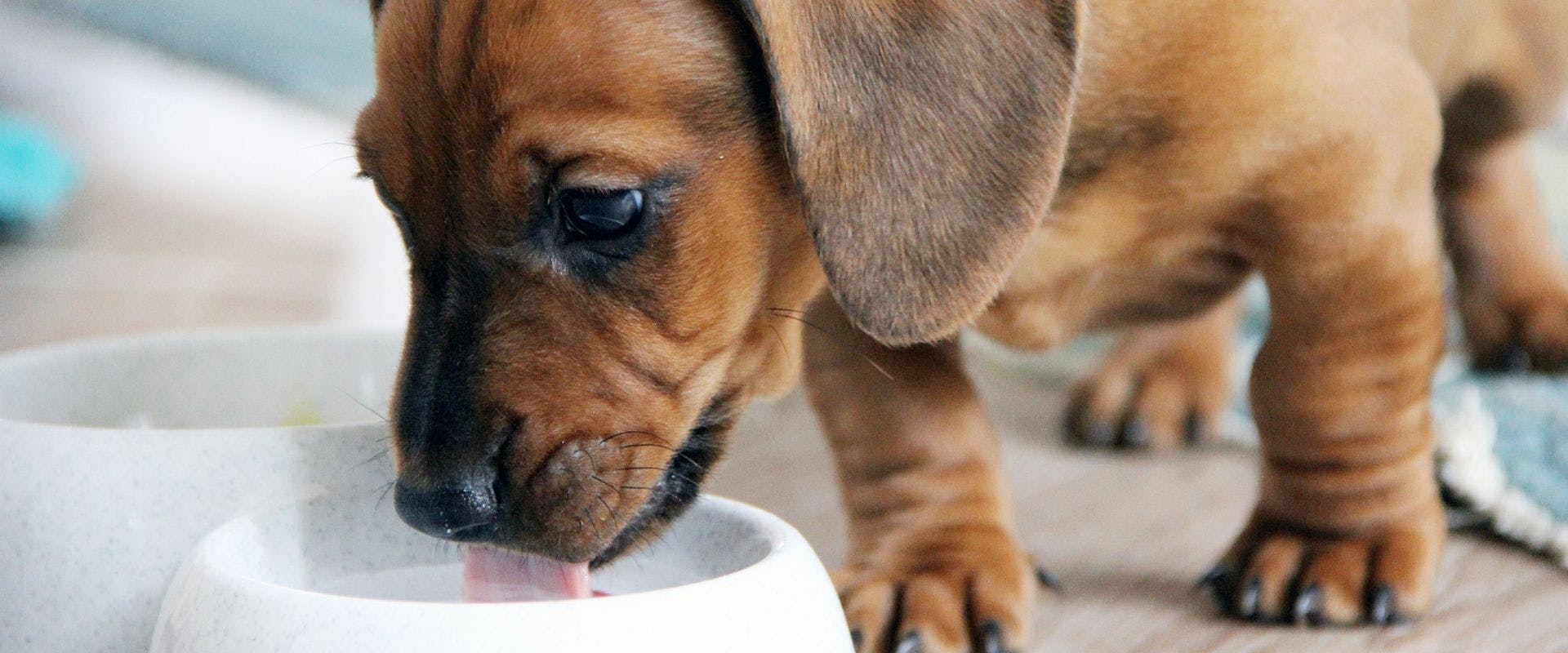 Puppy drinking milk